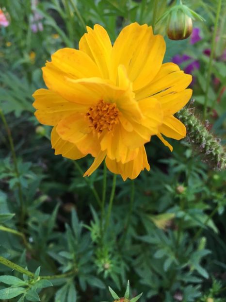 87F4F126-9EA1-4281-9B9A-434BF0BD23B6 - Flori la balta 2018