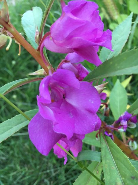 ED29CB1D-030D-4FC8-ACDC-093A6B4346E5 - Flori la balta 2018