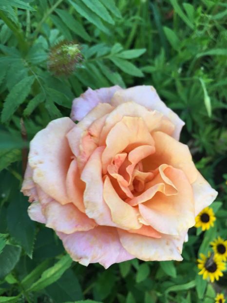 9BBE5F70-0C11-4C85-8125-938F9925C940 - Trandafiri la balta