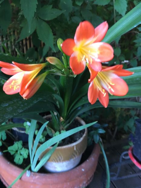 Clivia - Ghivece
