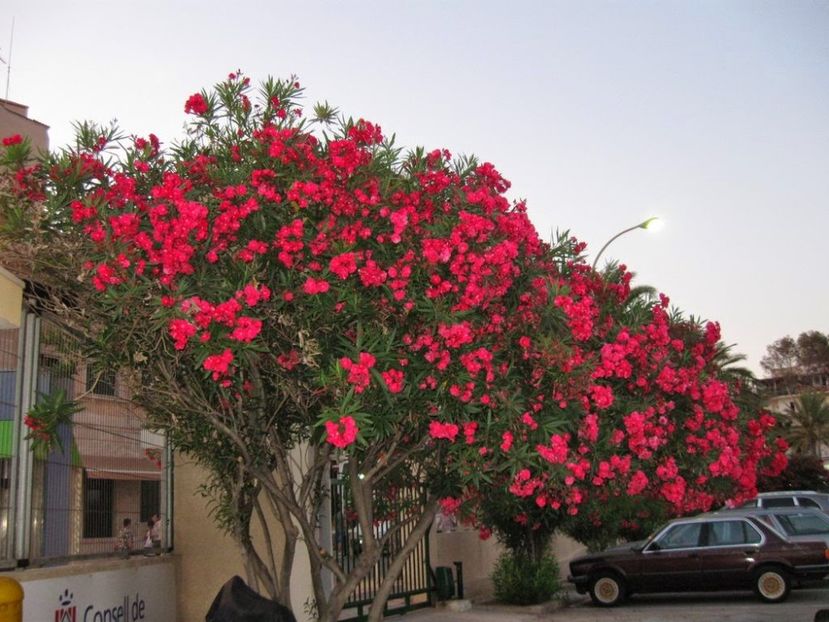 Leandru-Nerium Oleander - Cum ingrijim Leandrul