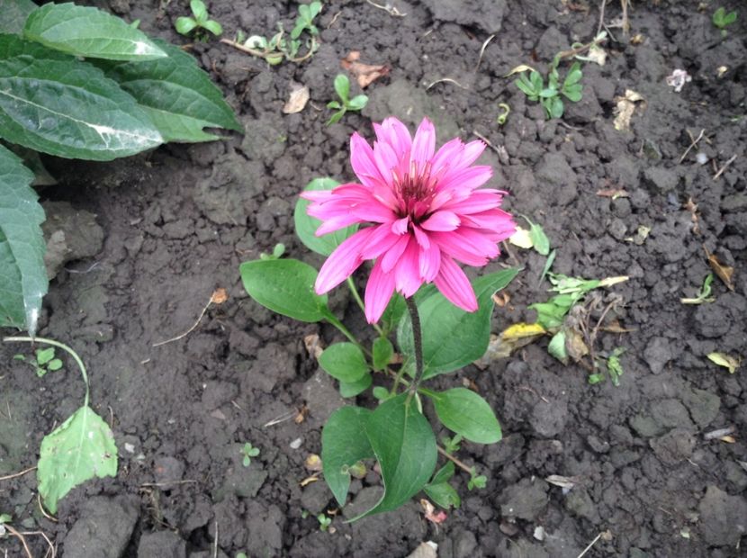 Blackberry truffle - Echinacea