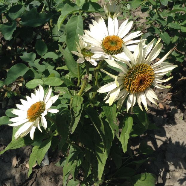 Fragrant angel - Echinacea