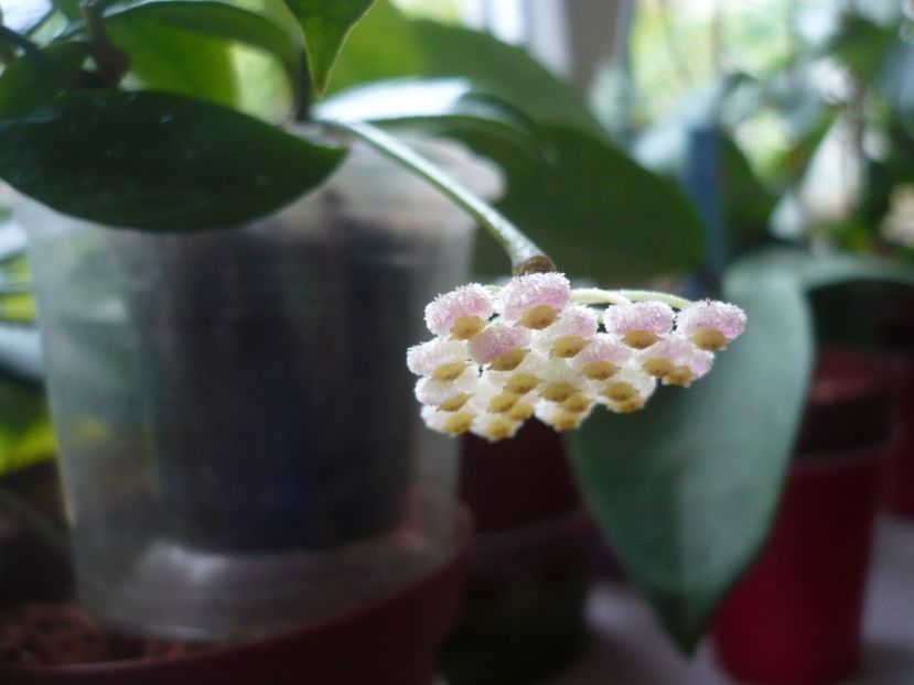 P1380627 - HOYA 2018-1