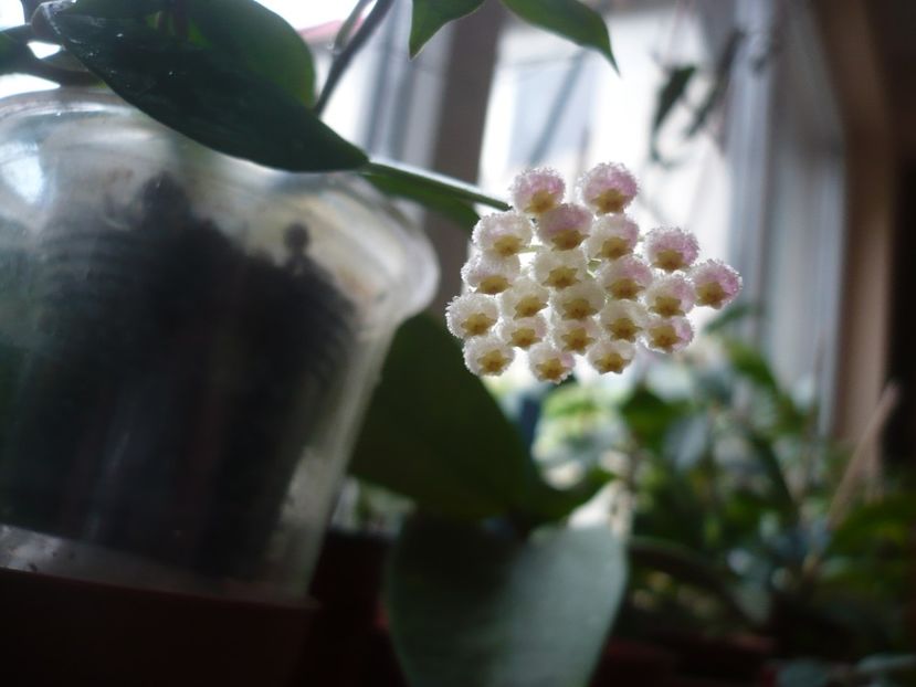 P1380628 - HOYA 2018-1