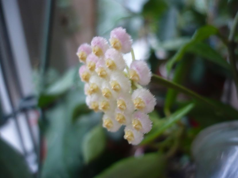 P1380630 - HOYA 2018-1