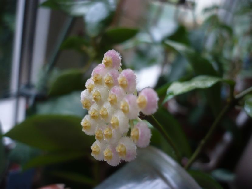 P1380631 - HOYA 2018-1