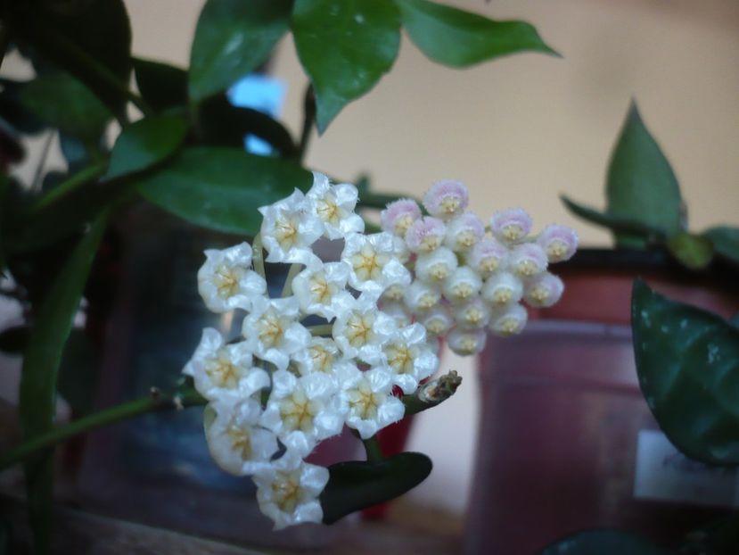 P1380634 - HOYA 2018-1