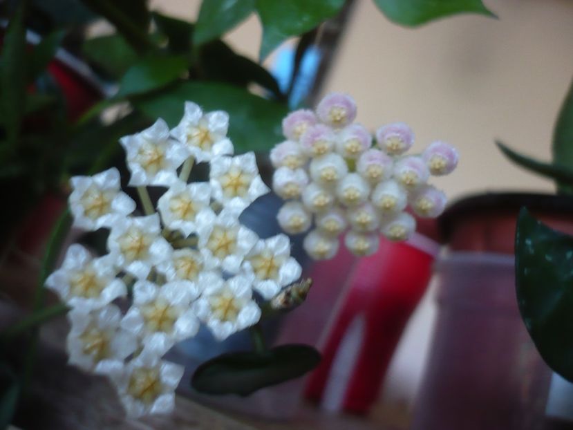 P1380635 - HOYA 2018-1