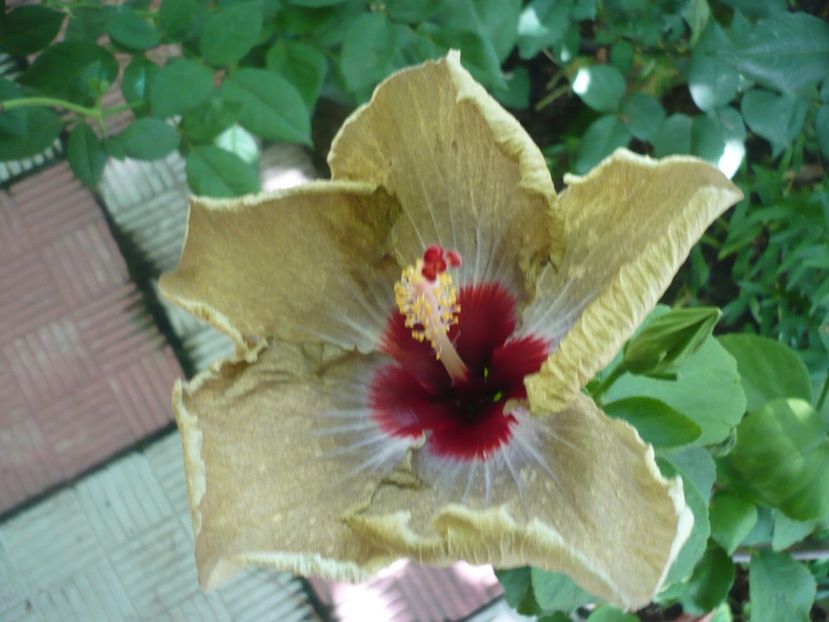 P1380638 - HIBISCUSI 2018-2