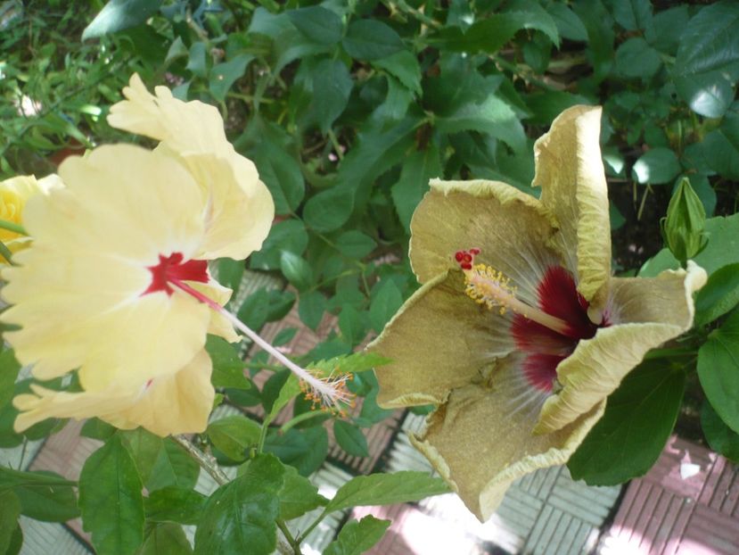 P1380639 - HIBISCUSI 2018-2
