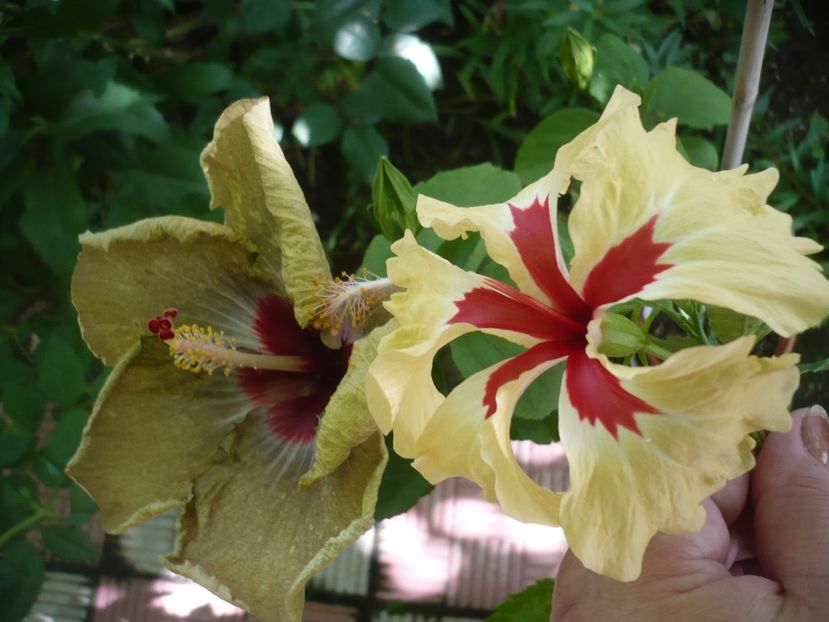 P1380641 - HIBISCUSI 2018-2