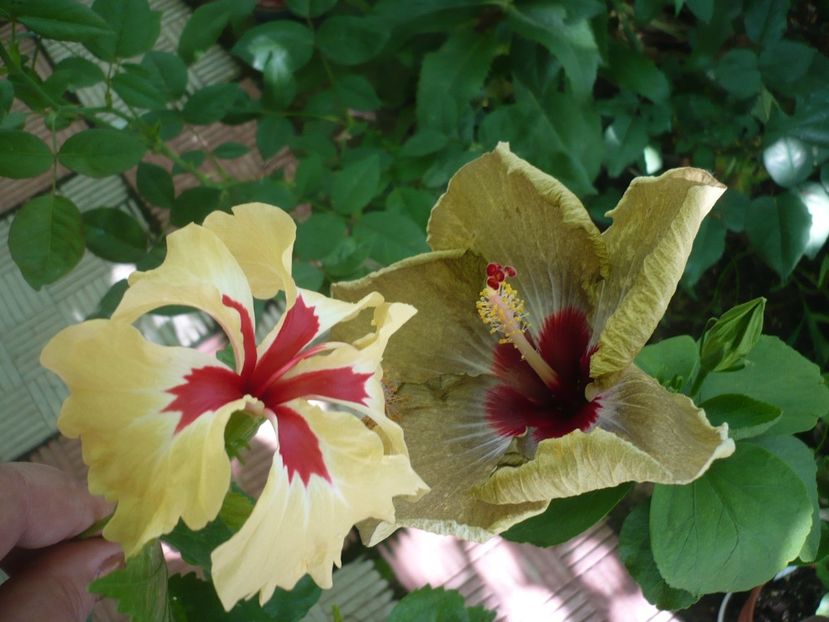 P1380644 - HIBISCUSI 2018-2