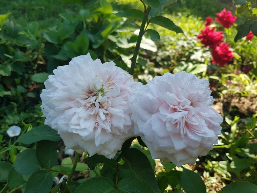  - souvenir de la malmaison