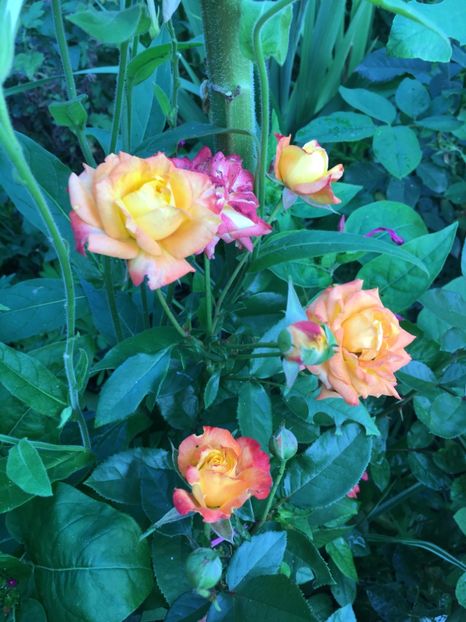 EB924443-CDA3-4A97-ACD5-59DE788C42E8 - Trandafiri 2018 ll