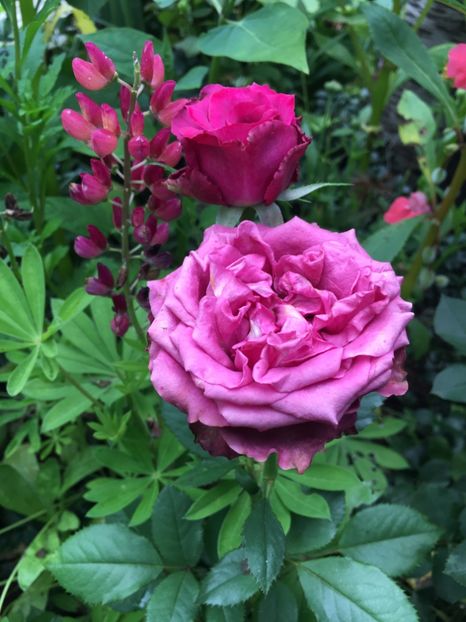 ED2CB880-A6CF-4ACE-9F23-FDEF90942101 - Trandafiri 2018 ll