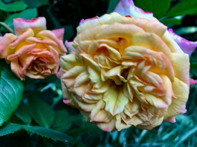 9B1BFD66-2F3F-45D2-A539-A0182151D1AB - Trandafiri 2018 ll