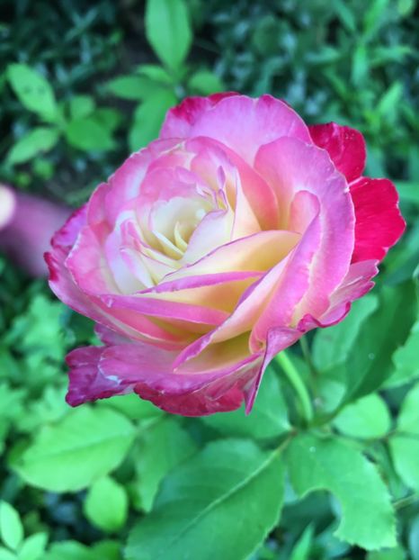 DDA7CDED-3E47-46D5-A23D-F5496B70B965 - Trandafiri 2018 ll