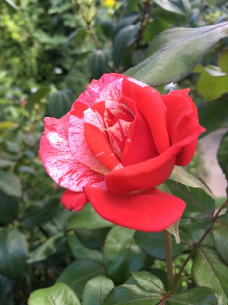 F1BC9224-7552-4040-9260-193D52E0381B - Trandafiri 2018 ll