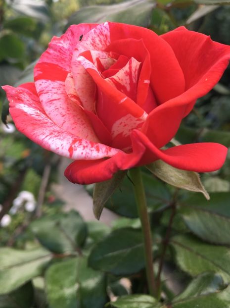 AB18121E-52E9-47D7-BFDE-067E1C1AB715 - Trandafiri 2018 ll