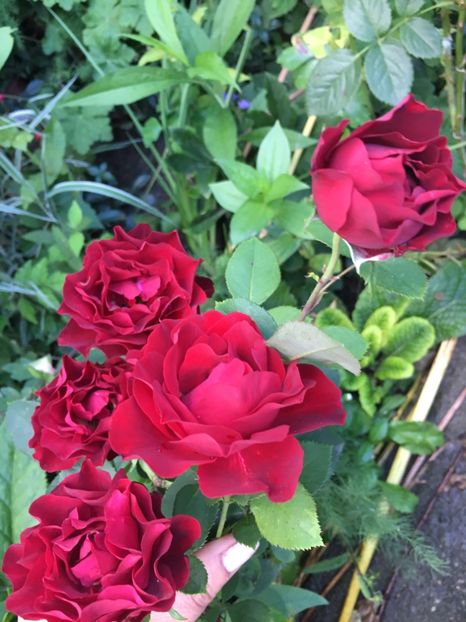 EE6F997D-74FD-4A73-9909-41EDF3B851D7 - Trandafiri 2018 ll