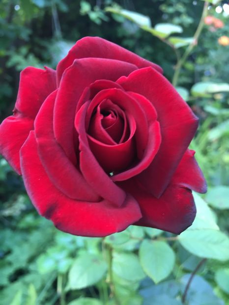 31C483D6-6C3B-4215-8E19-18E977F0ED9A - Trandafiri 2018 ll