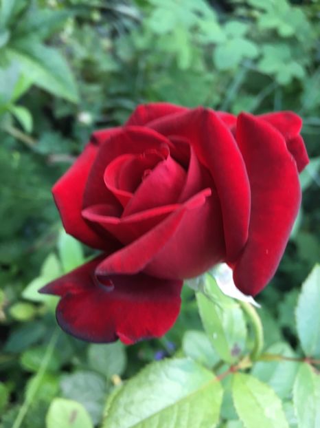 854BDE89-5F4B-4883-81D0-AAE4F28059AB - Trandafiri 2018 ll