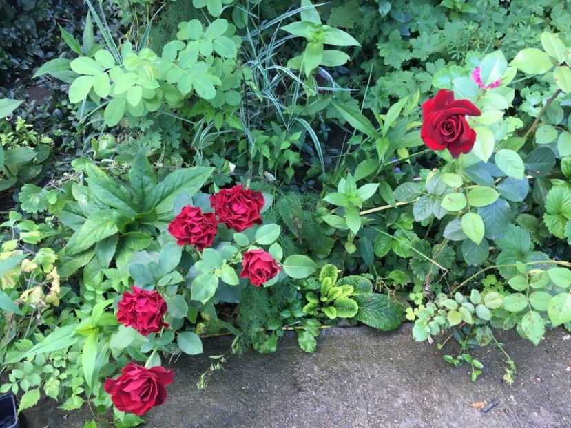 36F24BBC-E070-47C4-A291-3568D48B1CE1 - Trandafiri 2018 ll