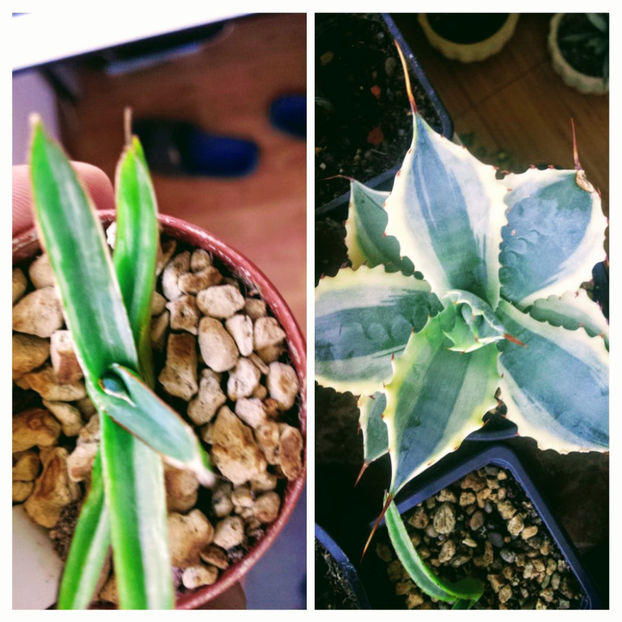 Victoria reginae striata White și Potatorum Ikari Raijin 100 euro în Franta - Vandute
