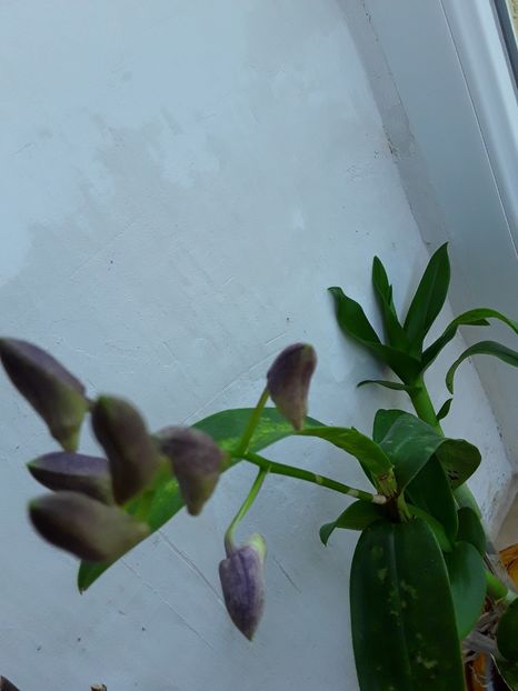  - Dendrobium phanalenopsis
