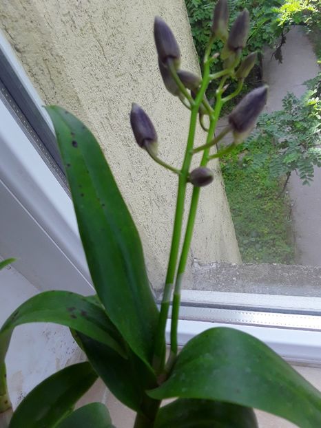  - Dendrobium phanalenopsis