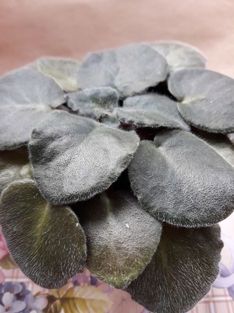  - Strawberry Kiss zz