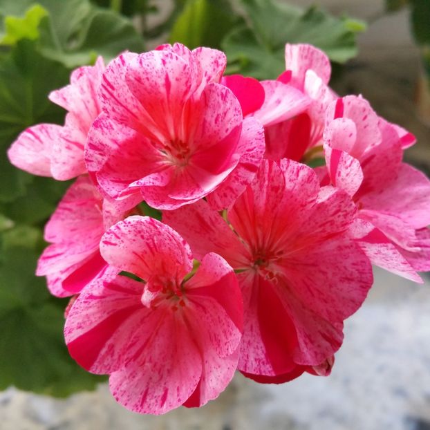  - Muscate 2013 2022