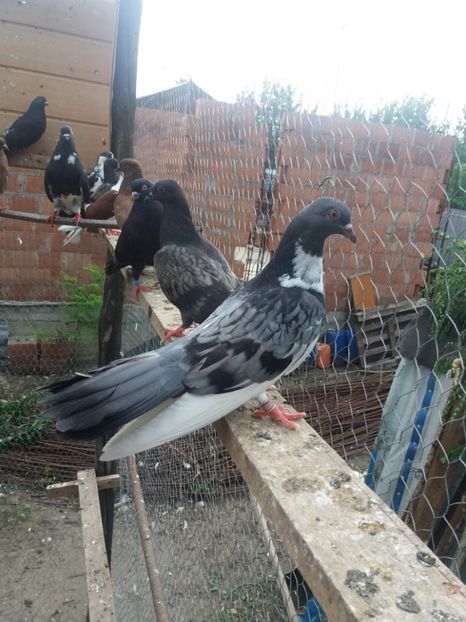  - Cingide de ploiesti zis zmei????