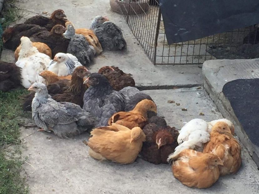  - Pui Plymouth 2018 - 2021