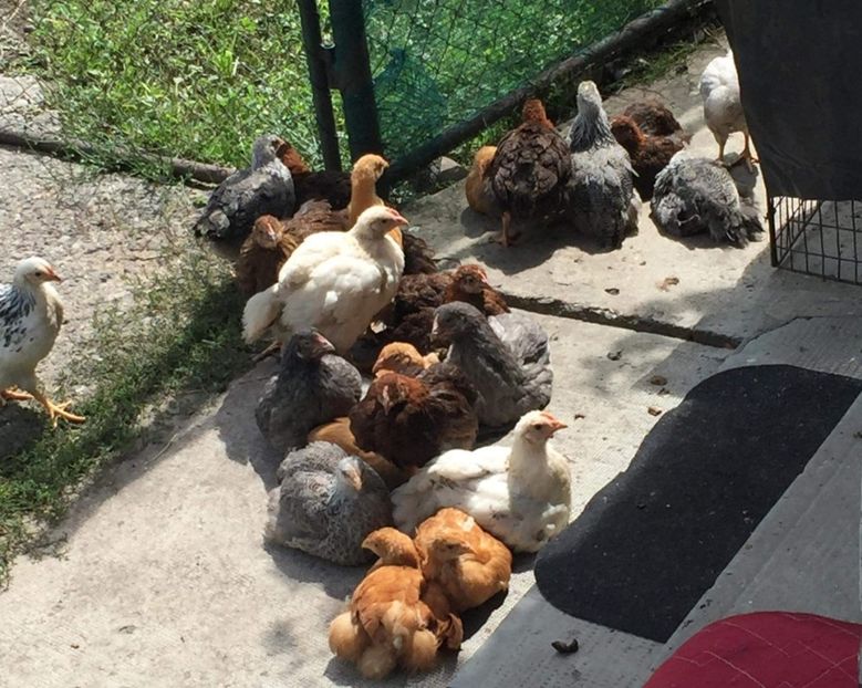  - Pui Plymouth 2018 - 2021