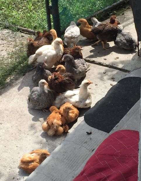  - Pui Plymouth 2018 - 2021