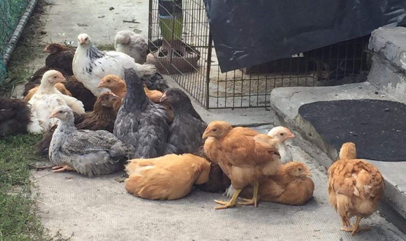  - Pui Plymouth 2018 - 2021