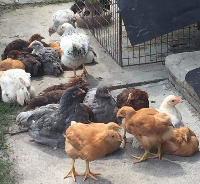  - Pui Plymouth 2018 - 2021