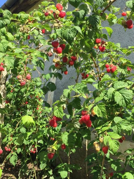  - 9 Arbusti fructiferi
