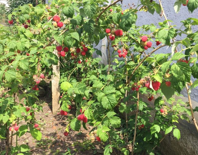  - 9 Arbusti fructiferi