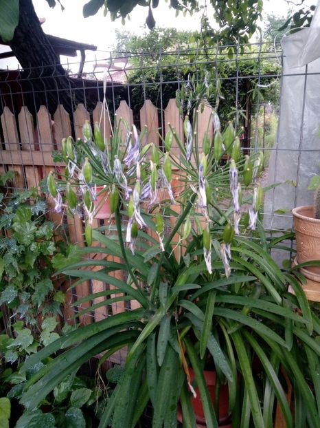 IMG-20180708-WA0015 - plante de interior