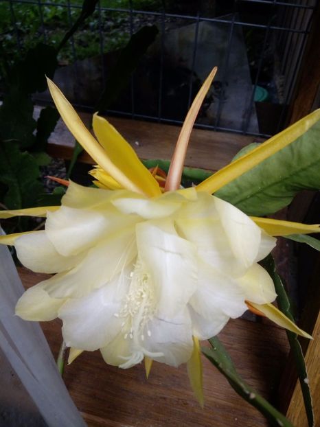 IMG-20180708-WA0013 - plante de interior