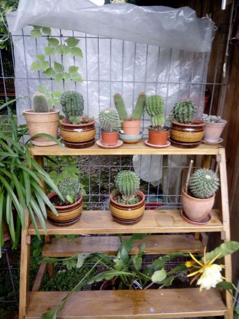 IMG-20180708-WA0008 - plante de interior