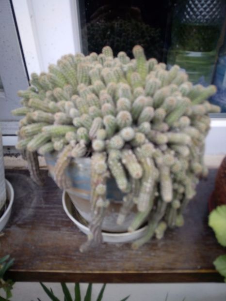 IMG-20180708-WA0007 - plante de interior