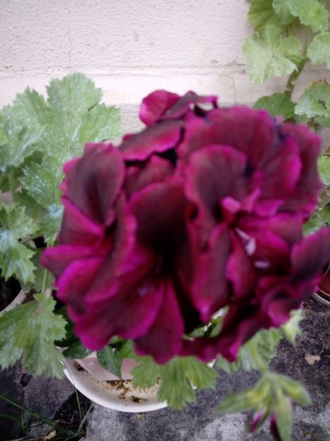 IMG-20180708-WA0006 - plante de interior