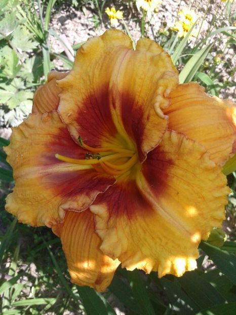 Tigger, inalt, viguros, flori mari - Hemerocallis crinul de o zi