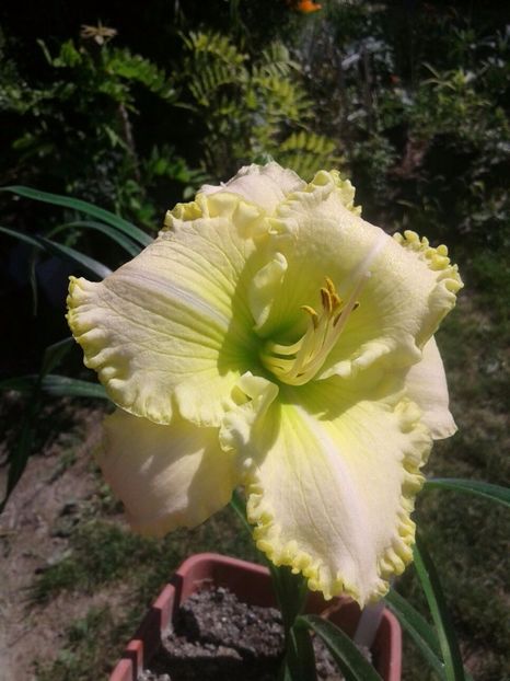 Green Mistique - Hemerocallis crinul de o zi