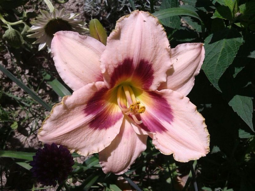 ? - Hemerocallis crinul de o zi