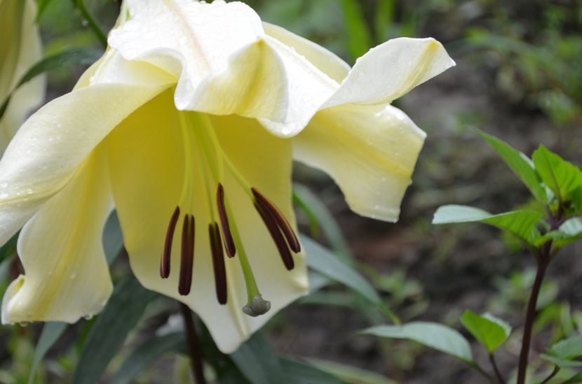  - dragostea  de natura